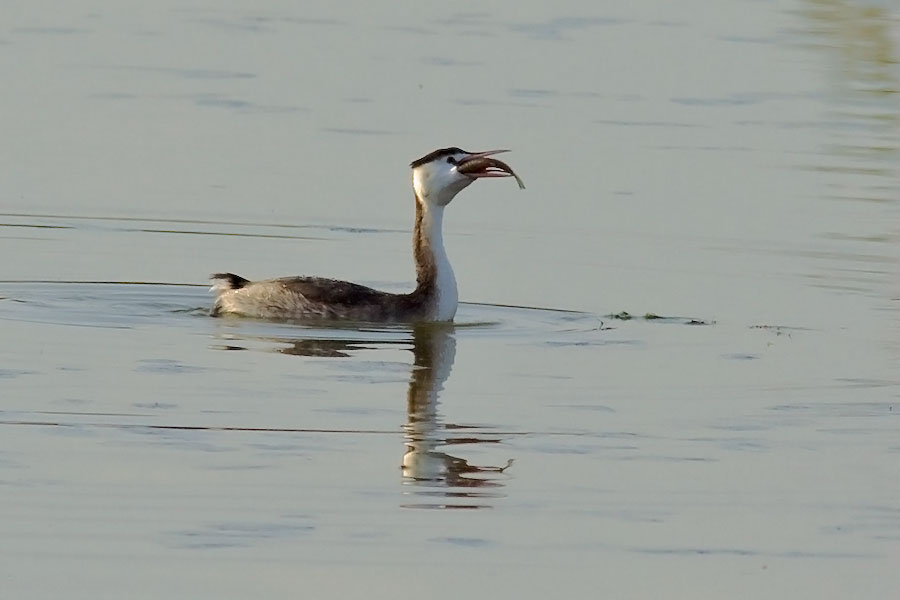 Svasso pescatore(serie)